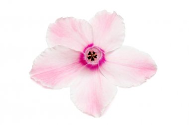 Pembe Siklamen izole üzerinde beyaz zemin çiçek. Yıldız şeklinde