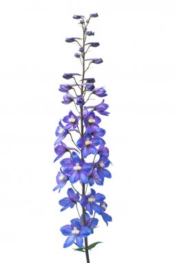 Beyaz arka plan üzerinde izole güzel mavi dolphinium çiçek