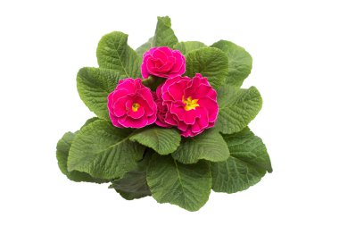 Beyaz arka plan üzerinde izole pembe ve sarı çuha çiçeği çiçek. F