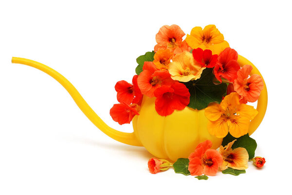 Поливочная банка с цветами настурция изолированы на белой спинке
