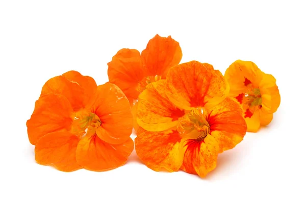 Boeket oranje nasturtium bloemen geïsoleerd op een witte pagina — Stockfoto