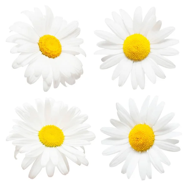 Sammlung kreativer Gänseblümchen-Blüten isoliert auf weißem Hintergrund — Stockfoto