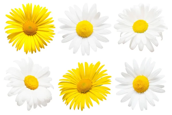 Collectie van creatieve madeliefjes bloemen geïsoleerd op witte backgro — Stockfoto