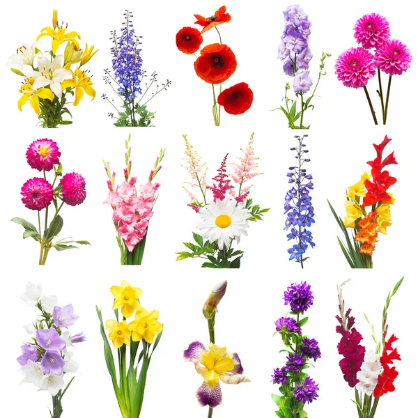 Coleção belas flores sortidas delphinium, gladiolus, lil — Fotografia de Stock