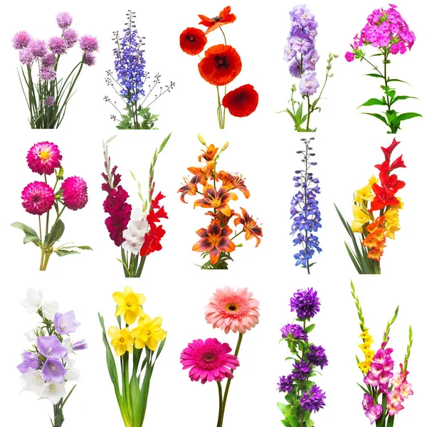 Sammlung schöne Blumen sortiert Phlox, Delphinium, Gladiol — Stockfoto