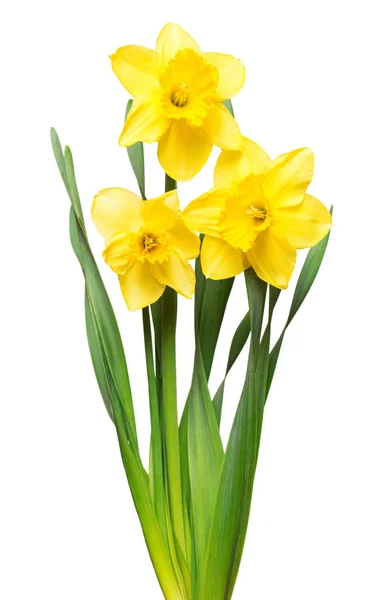 Boeket van de bloemen van de gele narcissen geïsoleerd op witte achtergrond — Stockfoto