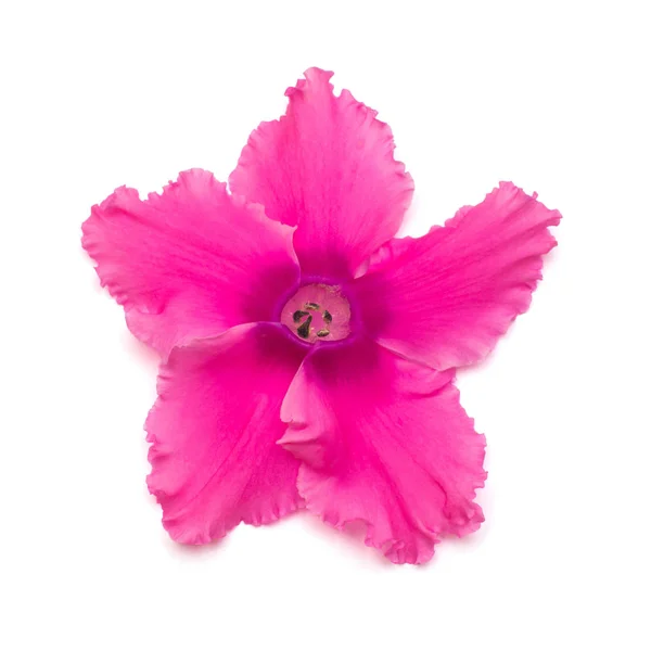 Розовый цикламен цветок изолирован на белом фоне. Форма звезды — стоковое фото