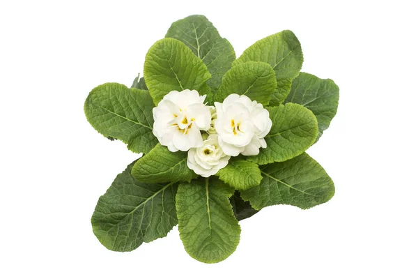 Witte primrose bloemen geïsoleerd op een witte achtergrond. Plat lag, t — Stockfoto