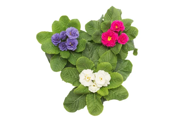 Three primroses in pots are isolated on white background. Flower — Stock Photo, Image