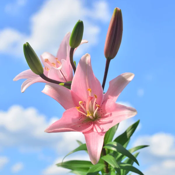 Beautiful flowers lilies pink against the blue sky and clouds — Stock Photo, Image