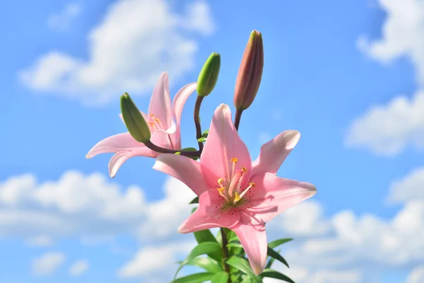 Gyönyörű virágok liliomok, rózsaszín, a kék ég és a felhők — Stock Fotó