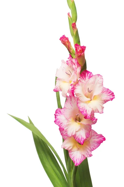 Gren av en gladiolus rosa blomma isolerad på vit bakgrund. — Stockfoto