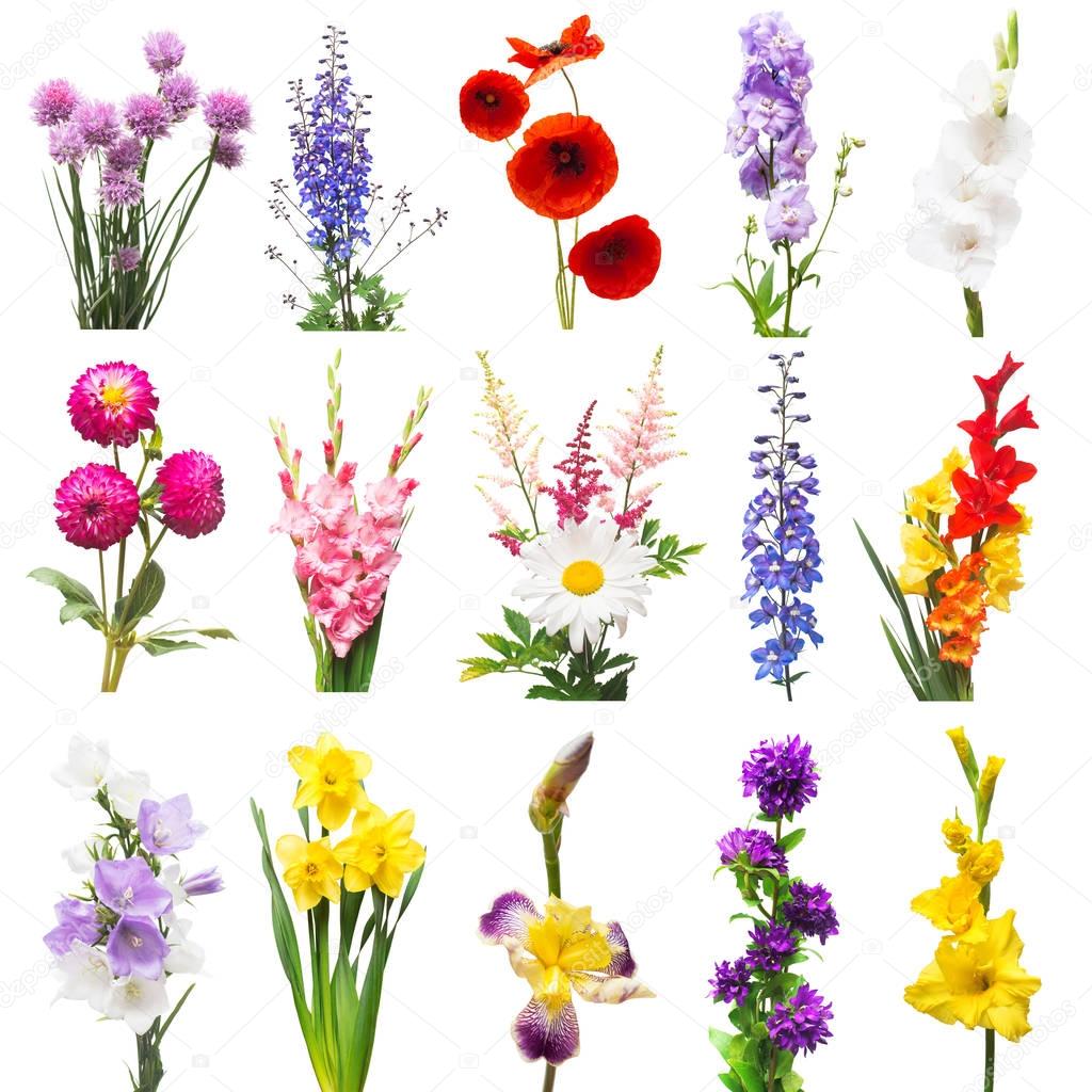 Collection beautiful flowers assorted delphinium, gladiolus, lil