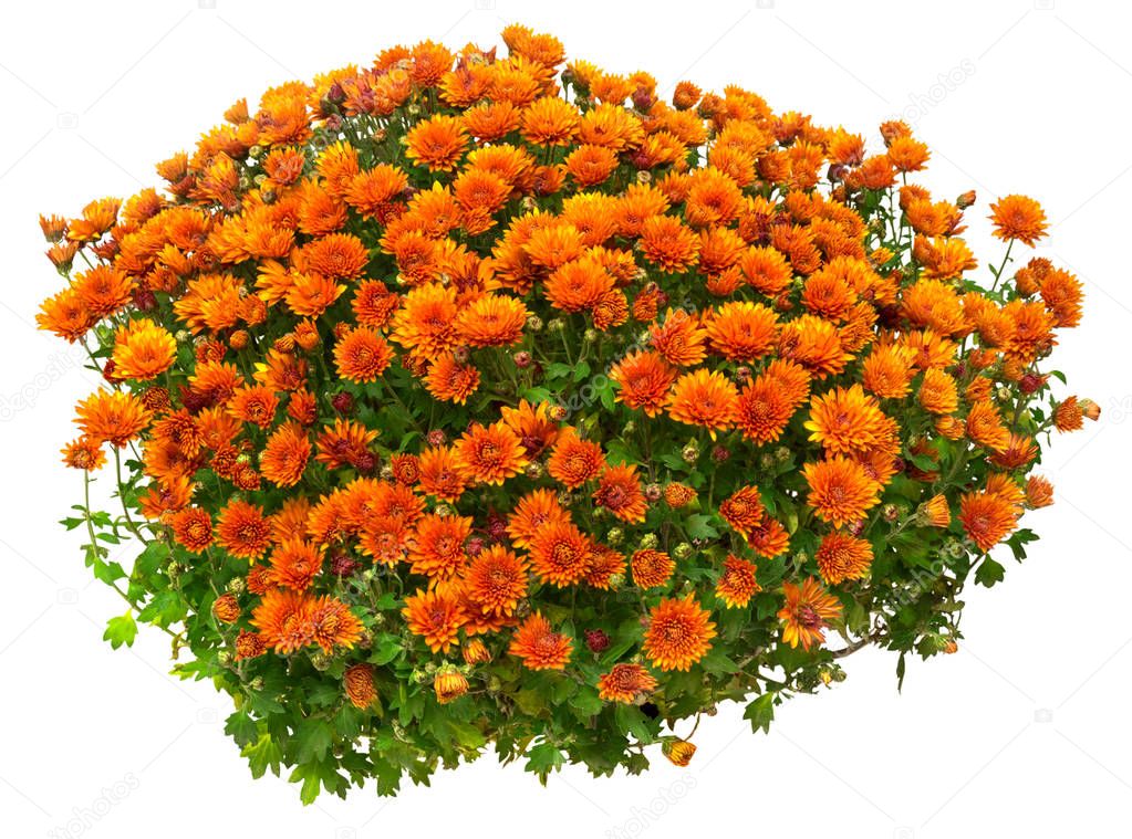 Flowers of chrysanthemums in a pot isolated on white background.