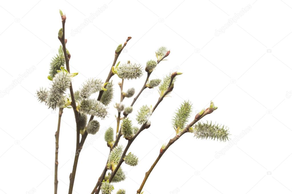 Willow twigs isolated on white background. Spring flowering of t