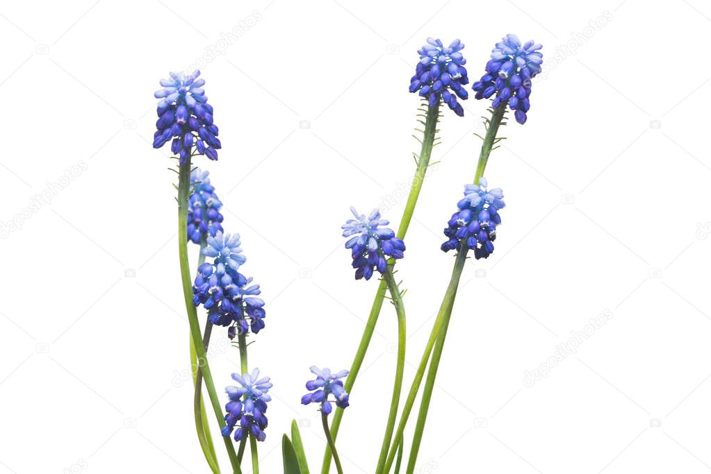 blue muscari flowers isolated on white background, Spring concept