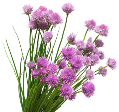 Çiçek açan soğan Frenk soğanı çiçekler izole beyaz arka plan üzerinde. Düz