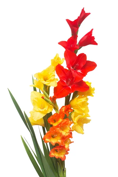 Vacker bukett av mångfärgade gladiolus blommor isolerad på — Stockfoto