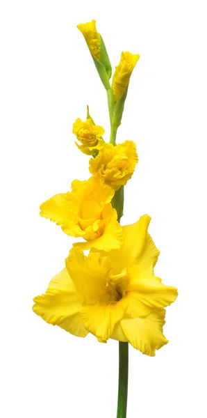 Hermosa flor de gladiolo amarillo aislado sobre fondo blanco . —  Fotos de Stock