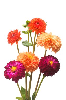 Çiçek güzel turuncu ve Pembe buket dahlia makro doğa 