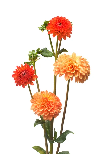 Blomma av vacker orange och rosa bukett dahlia makro natur — Stockfoto