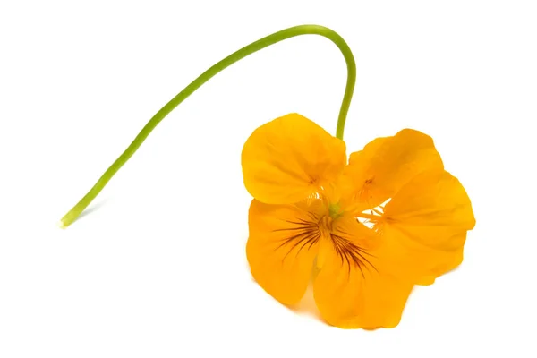 Yellow nasturtium flower macro curved shape isolated on white ba — Stock Photo, Image