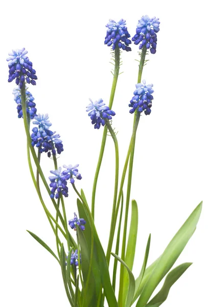 Blue Muscari Flowers Isolated White Background Spring Concept — Stock Photo, Image