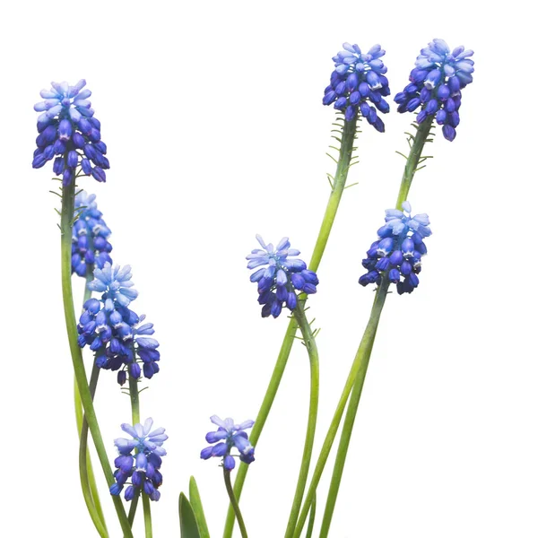 Μπλε Muscari Λουλούδια Που Απομονώνονται Λευκό Φόντο Άνοιξη Έννοια — Φωτογραφία Αρχείου