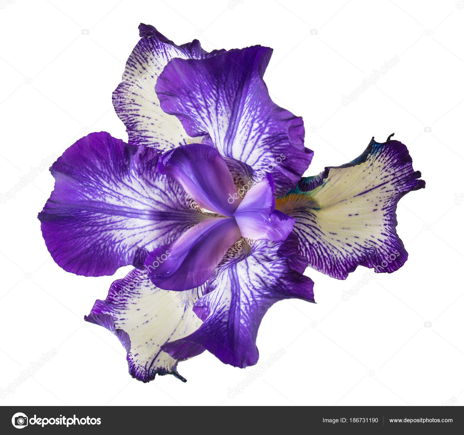 Blue Flowers Iris Isolated White Background Stock Photo by ...