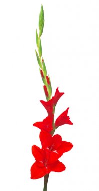 Güzel kırmızı Glayöl çiçek beyaz arka plan üzerinde izole. Düz yatıyordu, en iyi görünüm. Düğün için gelin buketi
