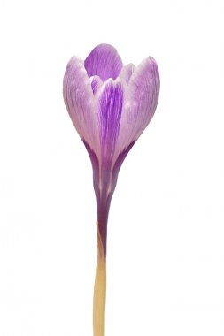 Beyaz arka plan üzerinde izole güzel Çiğdem çiçek. İlk bahar çiçekleri. Aile Iris, Menekşe croci. Düz yatıyordu, en iyi görünümü 