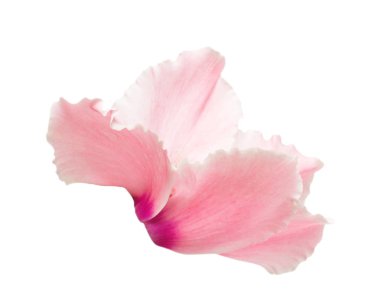 Pembe Siklamen izole üzerinde beyaz zemin çiçek. Yaz. Bahar. Düz yatıyordu, en iyi görünüm. Seviyorum. Sevgililer günü