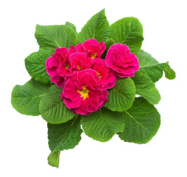 Beyaz arka plan üzerinde izole pembe ve sarı çuha çiçeği çiçek. Düz yatıyordu, en iyi görünümü