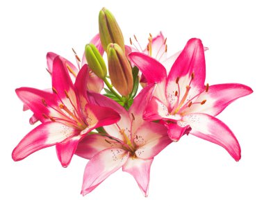 Beyaz arka plan üzerinde izole güzel pembe lily çiçek. Stamens. Düz yatıyordu, en iyi görünümü 