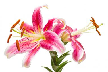 Ercik ve pistil. Beyaz arka plan üzerinde izole pembe lily çiçek güzel buket. Bir deniz yıldızı sekli. Düz yatıyordu, en iyi görünümü