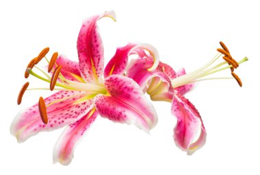 Ercik ve pistil. Beyaz arka plan üzerinde izole pembe lily çiçek güzel buket. Bir deniz yıldızı sekli. Düz yatıyordu, en iyi görünümü