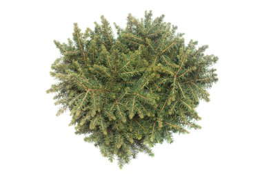 Picea Omorika beyaz arka plan üzerinde izole Karel Ladin. İğne yapraklılar. Noel ağacı. Yeni yıl