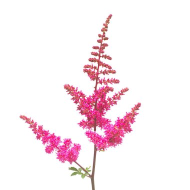Güzel buket pembe Astilbe çiçek beyaz arka plan üzerinde izole. Düz yatıyordu, en iyi görünümü