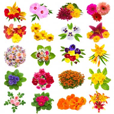 Güller, lilyum, chamomiles, ebegümeci, papatya, civanperçemi, gerbera ve diğerleri beyaz arka plan üzerinde izole çiçek koleksiyonu. St. Valentine's Day. Paskalya. Düz yatıyordu, en iyi görünümü 