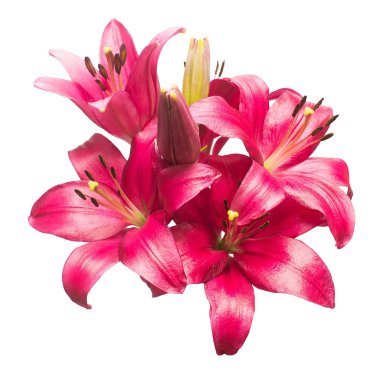 Beyaz arka plan üzerinde izole pembe lily çiçek güzel buket. Bir deniz yıldızı sekli. Düz yatıyordu, en iyi görünümü