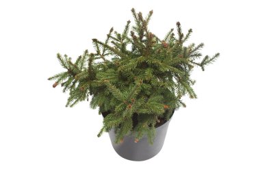 Beyaz arka plan üzerinde izole bir tencerede koniler ile Ladin picea abies pusch. İğne yapraklılar. Noel ağacı. Yeni yıl