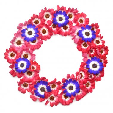 Çelenk, beyaz arka plan üzerinde izole cineraria çiçekler. Metin, yer mockup. Düz yatıyordu, en iyi görünümü 