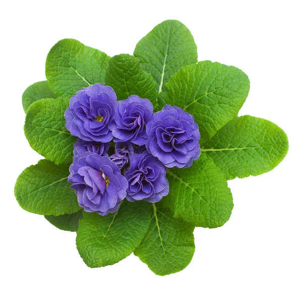 Dark Purple Primrose Flowers Isolated White Background Flat Lay Top — Stock Photo, Image