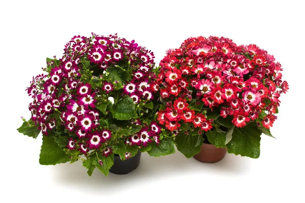 Deux Fleurs Roses Cineraria Avec Des Feuilles Dans Pot Isolé — Photo