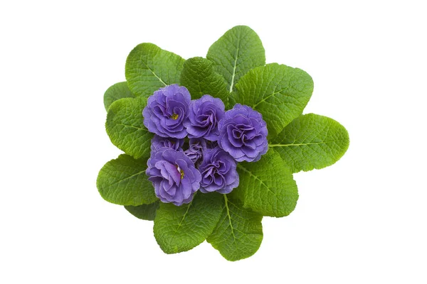 Flores Color Púrpura Oscuro Aisladas Sobre Fondo Blanco Piso Tendido — Foto de Stock