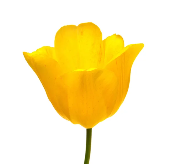 Bunga Tulip Kuning Yang Indah Terisolasi Pada Latar Belakang Putih — Stok Foto