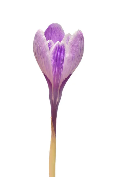 Bellissimo Fiore Croco Isolato Sfondo Bianco Primi Fiori Primaverili Iris — Foto Stock