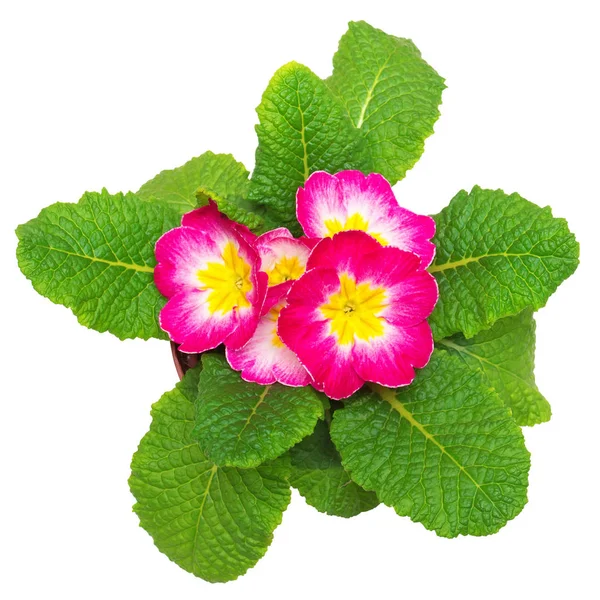 Rosa Primula Blommor Isolerad Vit Bakgrund Platt Lekmanna Top View — Stockfoto