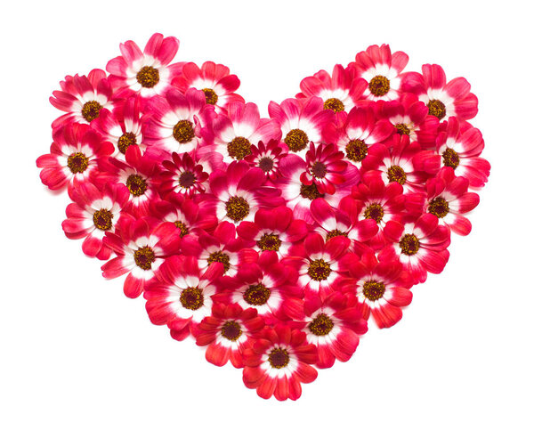 Heart made from flowers of cineraria isolated on white background. Flat lay, top view