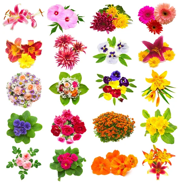 Bloemen Collectie Van Rozen Lelies Chamomiles Hibiscus Chrysant Duizendblad Gerbera — Stockfoto